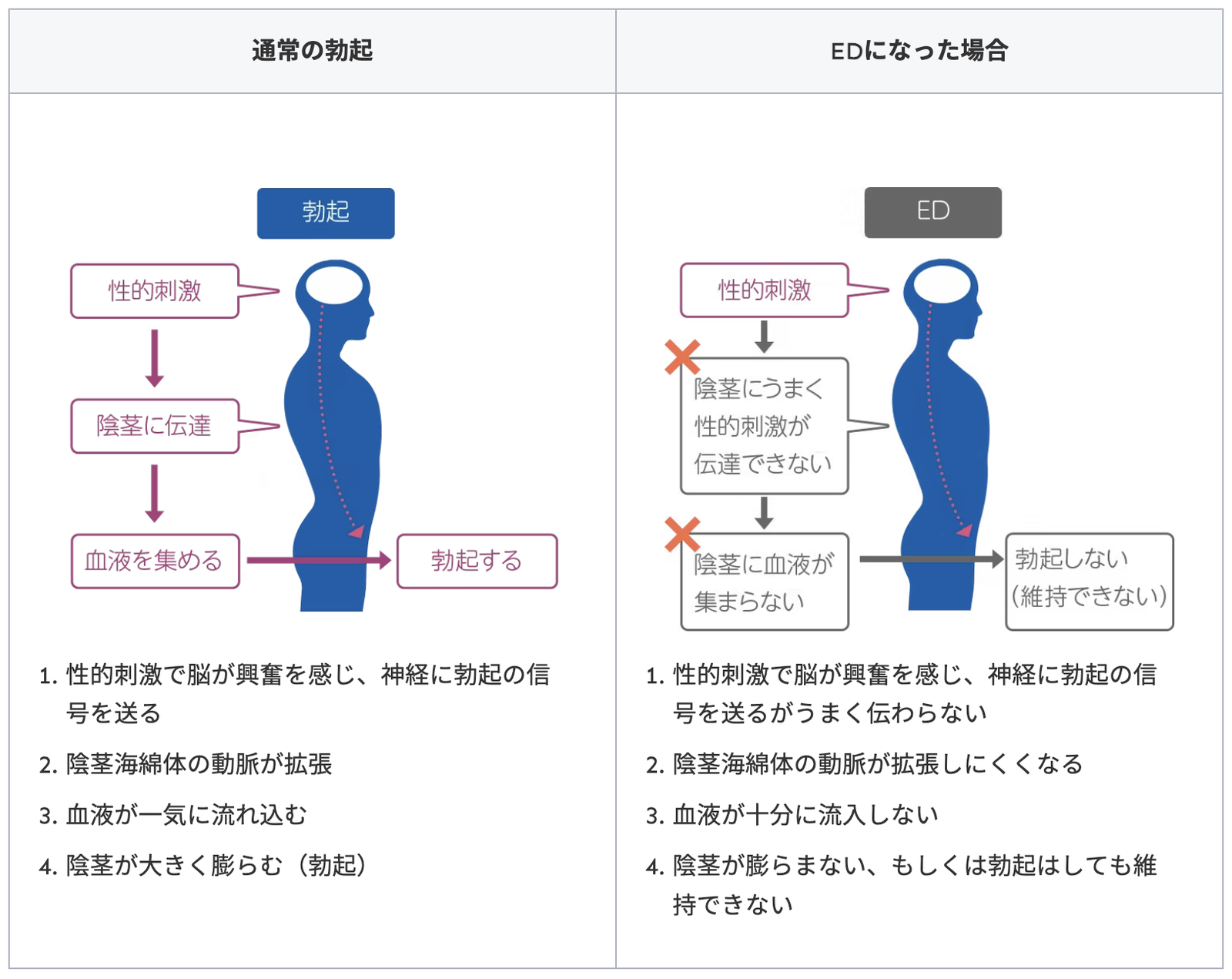通常の勃起とEDのときの違いを示した図。性的刺激が脳に伝わってから勃起が起こるまでの流れ